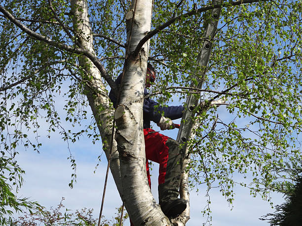 Best Commercial Tree Removal  in USA